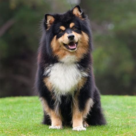 finnish lapphund gucci|finnish lapphund pictures.